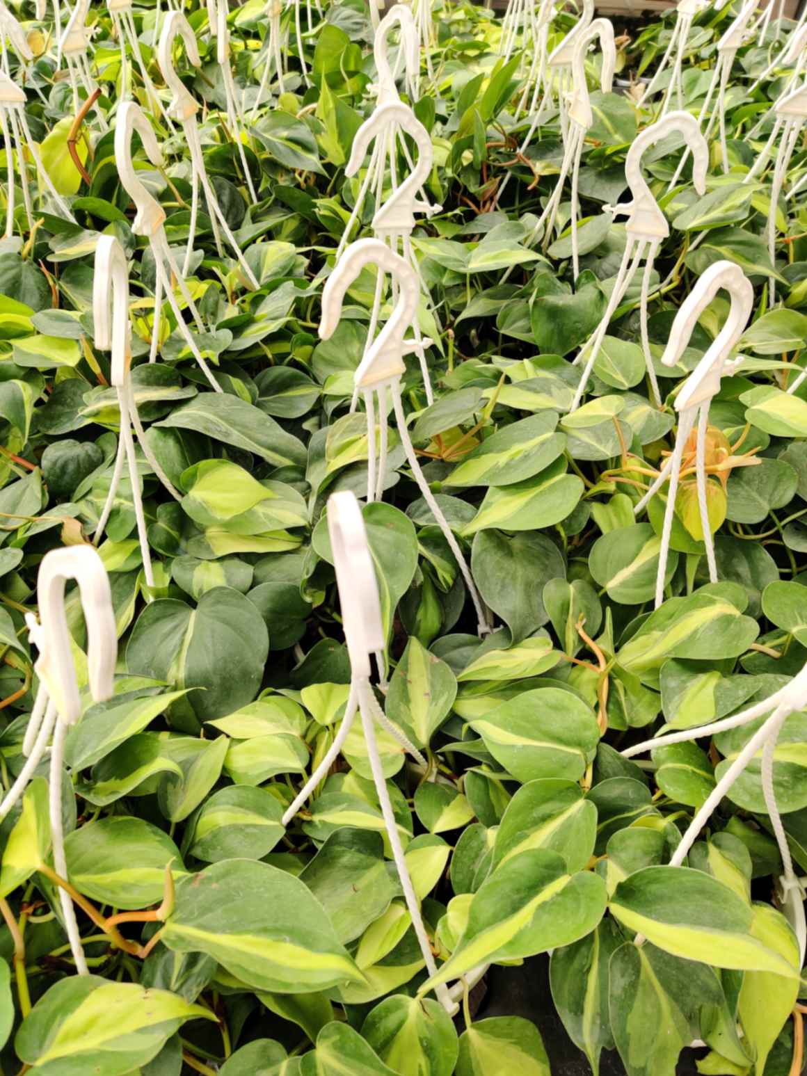 White hooks hanging among green plants