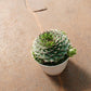 Sempervivum Tectorum Green in 4 inch pot