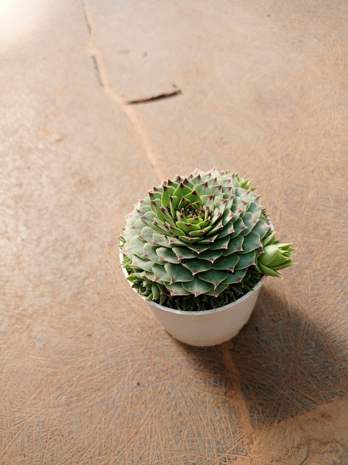 Sempervivum Tectorum Green in 4 inch pot