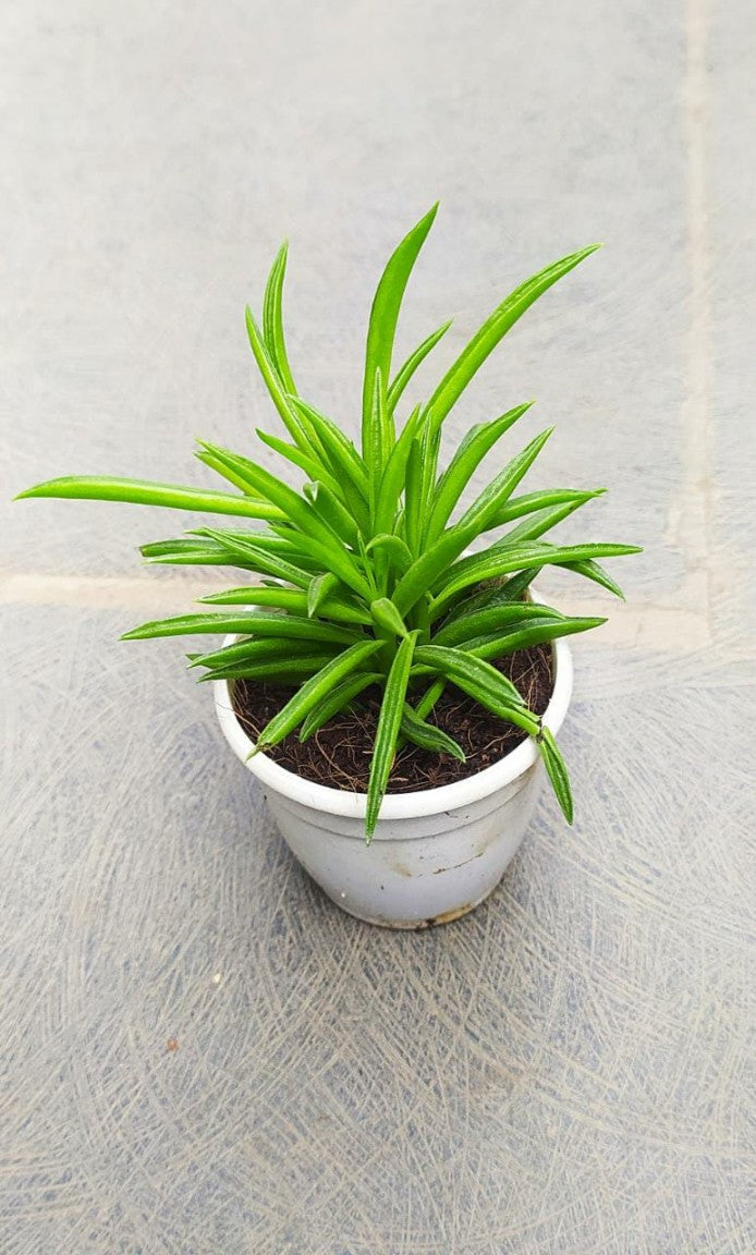 Succulent Bush Senecio