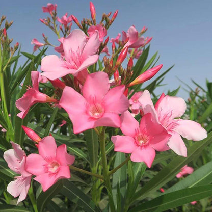 oleander 1 to 2 feet in 6inch pot