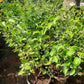 Jasmine (Nitya  Malli) big in 8inch pot