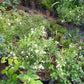 Jasmine (Nitya  Malli) big in 8inch pot