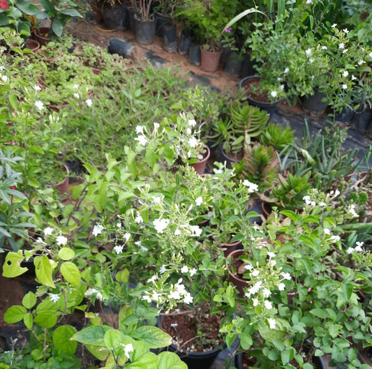 Jasmine (Nitya  Malli) big in 8inch pot