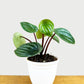 Peperomia Watermelon in 4inch pot