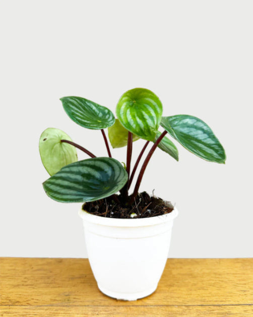 Peperomia Watermelon in 4inch pot