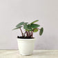 Peperomia Watermelon in 4inch pot