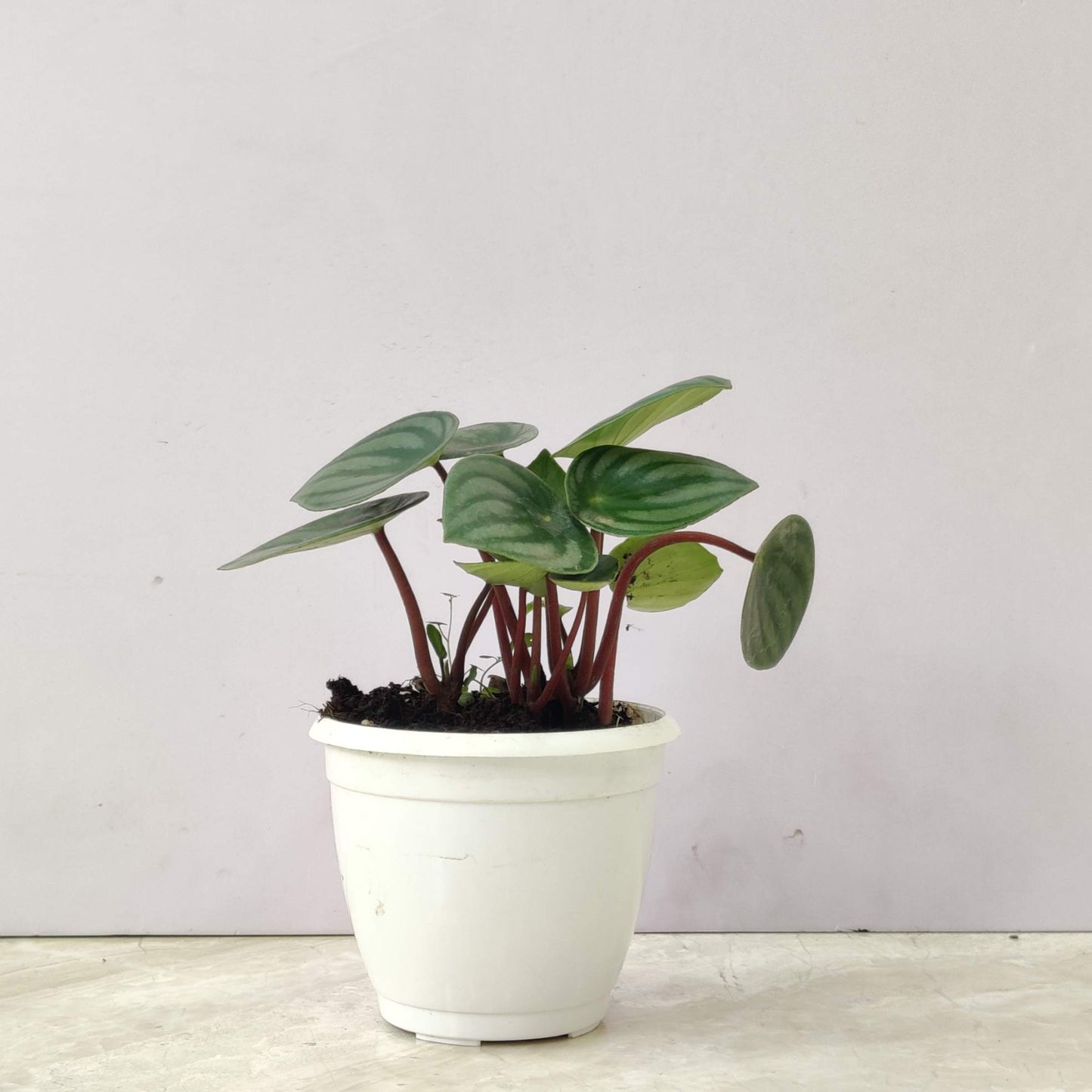 Peperomia Watermelon in 4inch pot