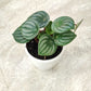 Peperomia Watermelon in 4inch pot