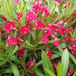 oleander 1 to 2 feet in 6inch pot