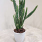 Cactus Opuntia Tuna Monstruosa in 5inch pot