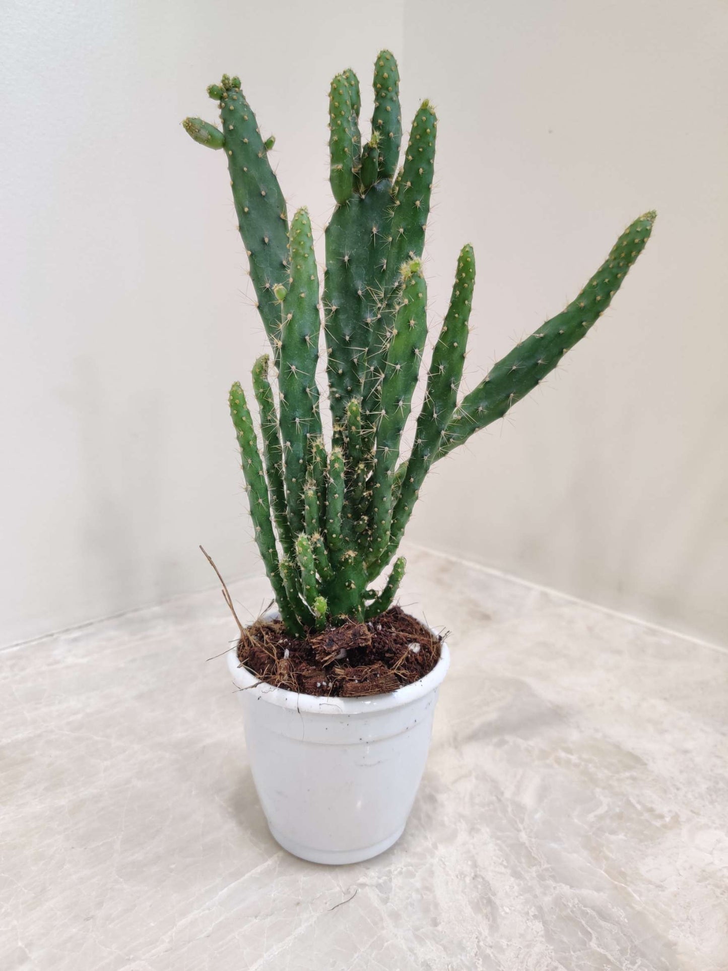 Cactus Opuntia Tuna Monstruosa in 5inch pot