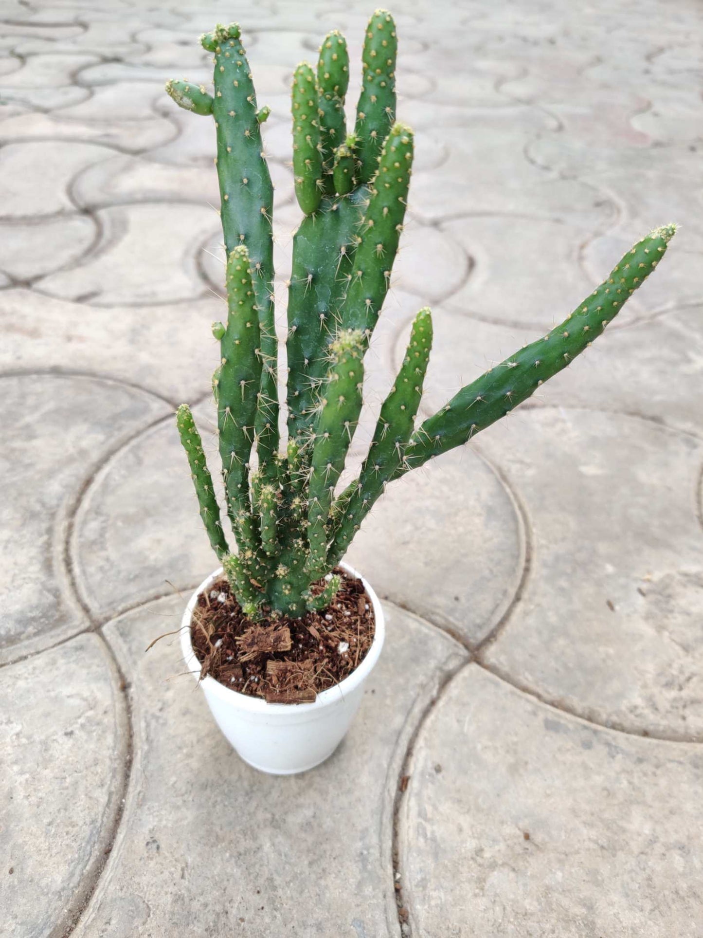 Cactus Opuntia Tuna Monstruosa in 5inch pot