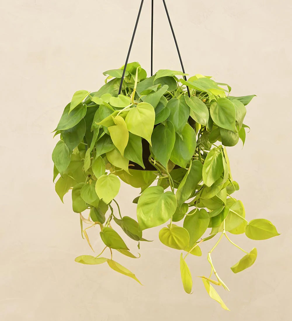 Philodendron Golden in 6inch Hanging pot