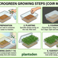 Beetroot Microgreen kit