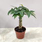 Pachira Macrocarpa ‘Money Tree Bonsai’ 10 cm pot