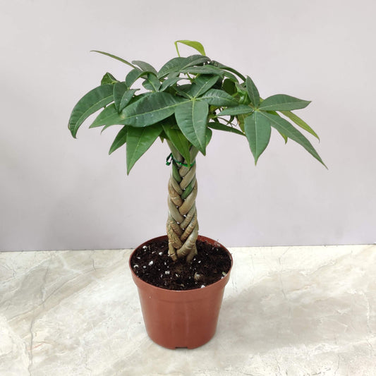 Pachira Macrocarpa ‘Money Tree Bonsai’ 10 cm pot