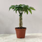 Pachira Macrocarpa ‘Money Tree Bonsai’ 10 cm pot