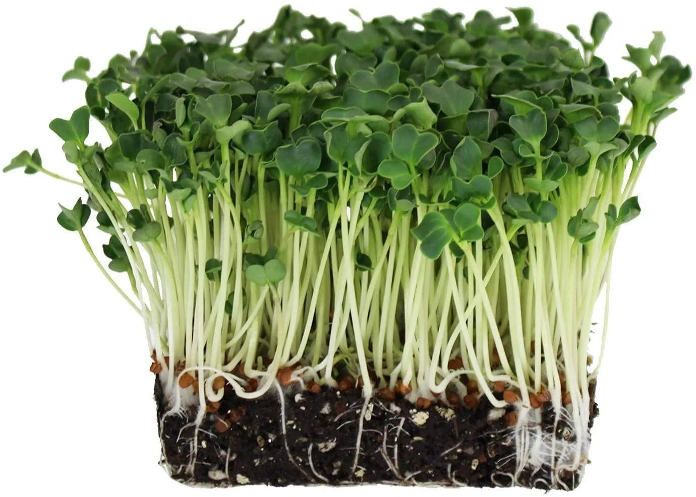 Spinach Microgreen kit