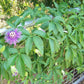 Passion Flower Creeper in 5inch pot