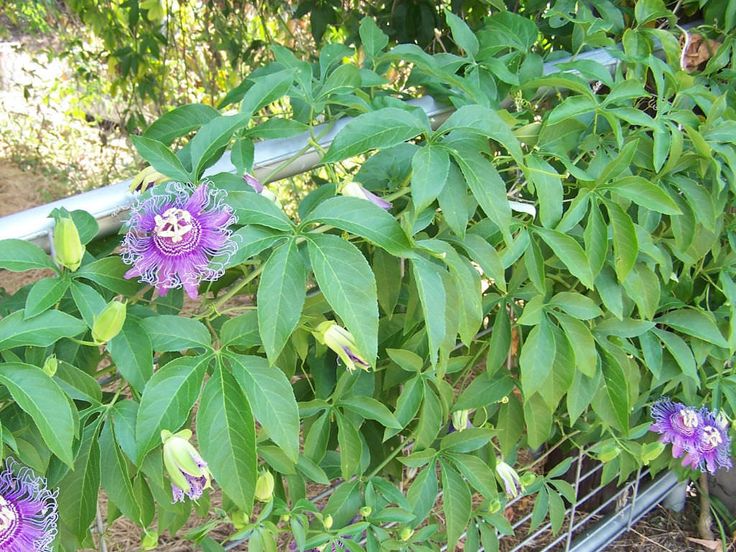 Passion Flower Creeper in 5inch pot