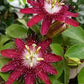 Passion Flower Creeper - Red in 5inch pot