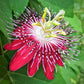 Passion Flower Creeper - Red in 5inch pot