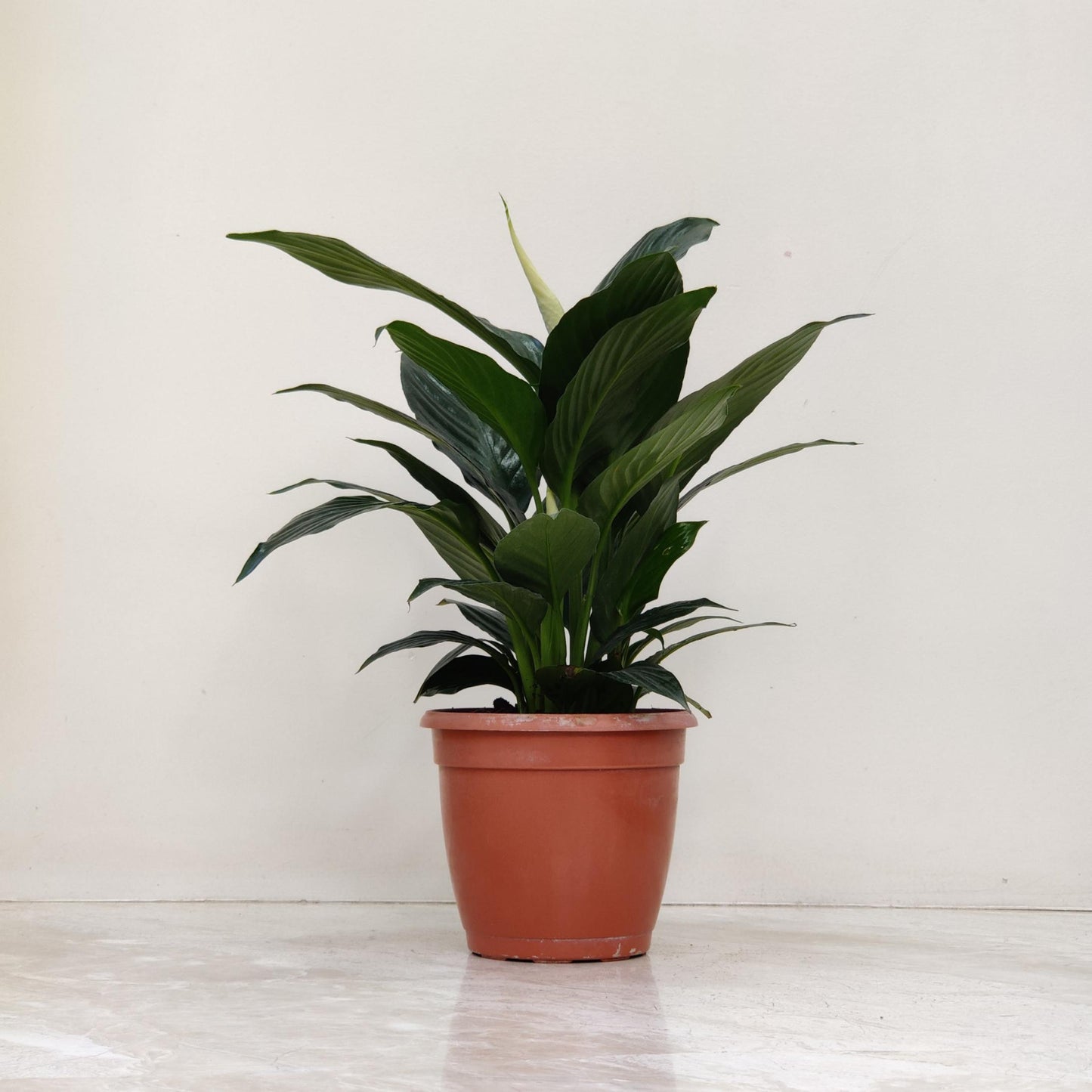 Potted plant on a reflective surface with a light background