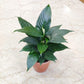 Potted plant on a marble surface