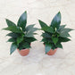 Peace Lily Plant 5inch pot - Set of 2