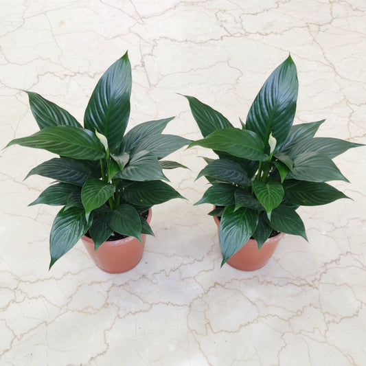Peace Lily Plant 5inch pot - Set of 2