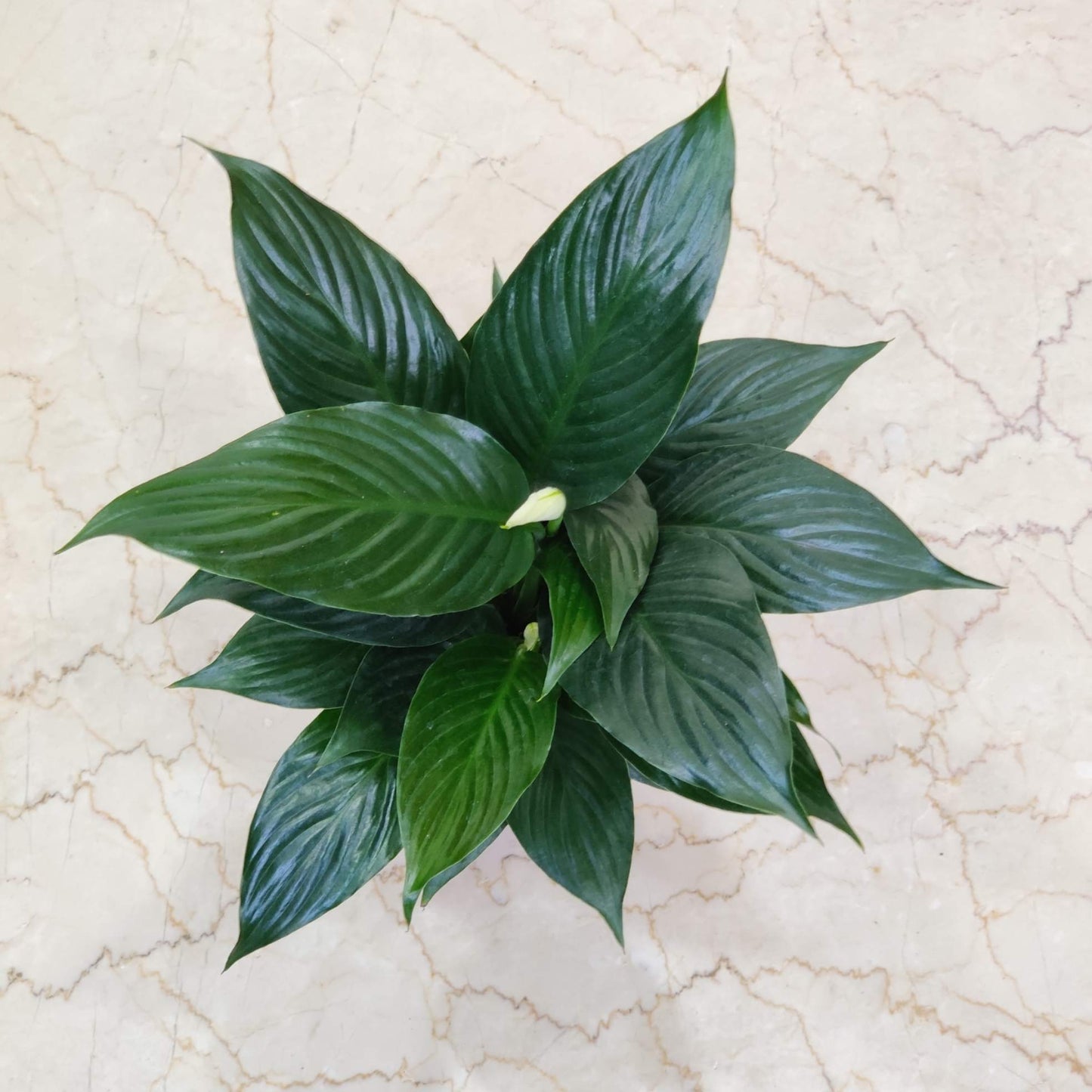Green leafy plant on a beige marble surface