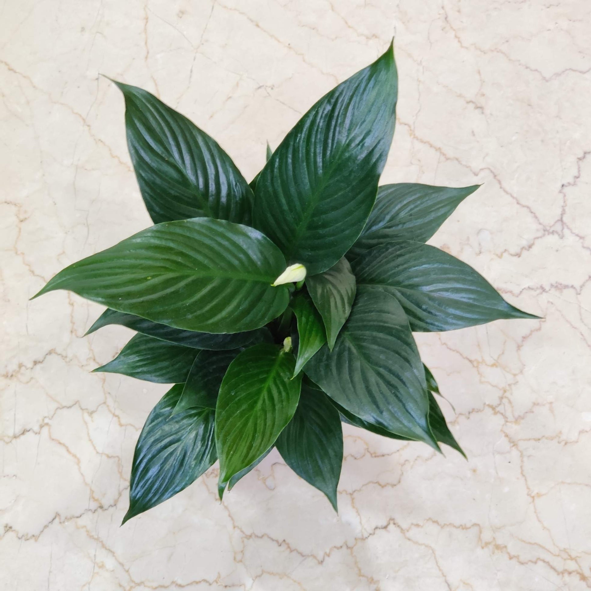 Green leafy plant on a beige marble surface