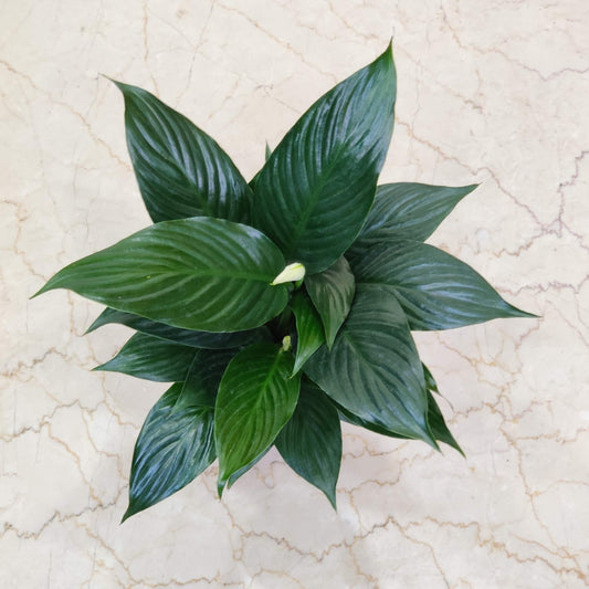 Peace lily plant medium in 14.5cm pot