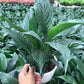 Peace lily plant medium in 12cm pot