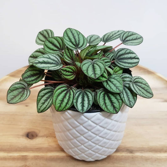 Peperomia Piccolo Banda