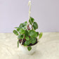 Peperomia Watermelon Hanging 15 cm pot