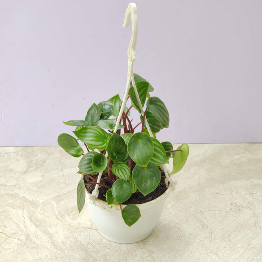 Peperomia Watermelon Hanging 15 cm pot
