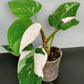 Philodendron white Princess in 5inch pot