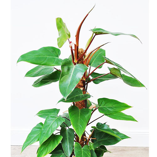Green leafy plant on a white background