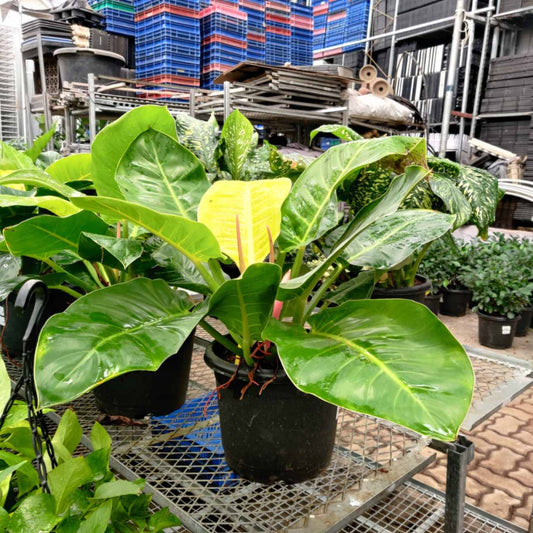 Philodendron Moonshine - Big in 10 or 12 inch pot