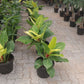 Philodendron Moonshine - Big in 10 or 12 inch pot