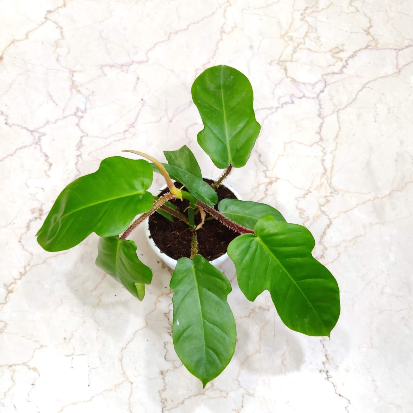 Rare Philodendron Squamiferum  in 12cm white pot