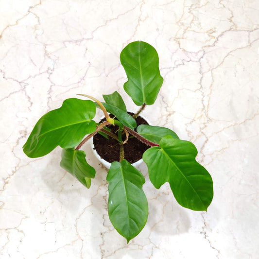 Rare Philodendron Squamiferum  in 12cm white pot