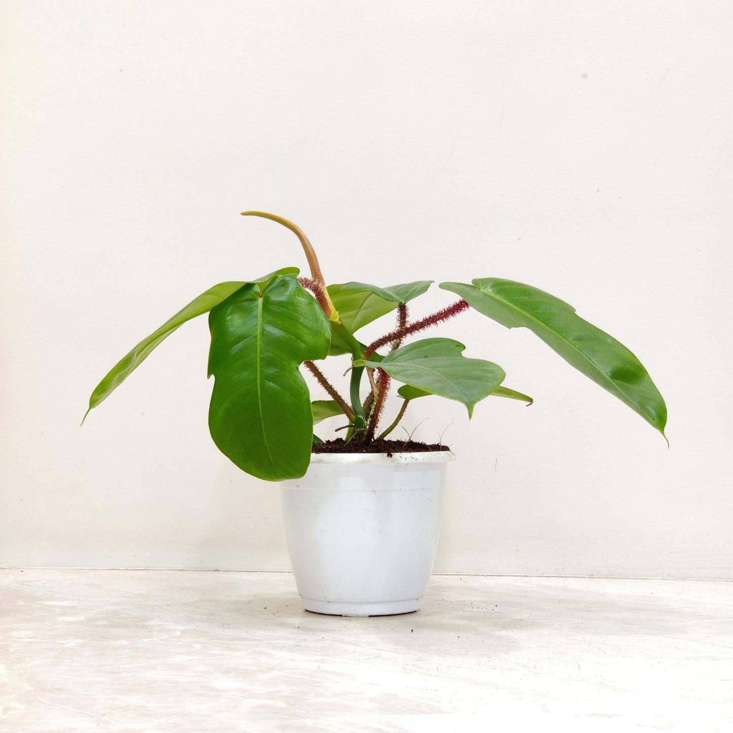 Rare Philodendron Squamiferum  in 12cm white pot