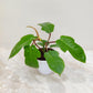 Rare Philodendron Squamiferum  in 12cm white pot