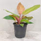 Philodendron Sunshine in 5inch pot