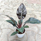 Potted plant with large dark green leaves on a patterned pavement