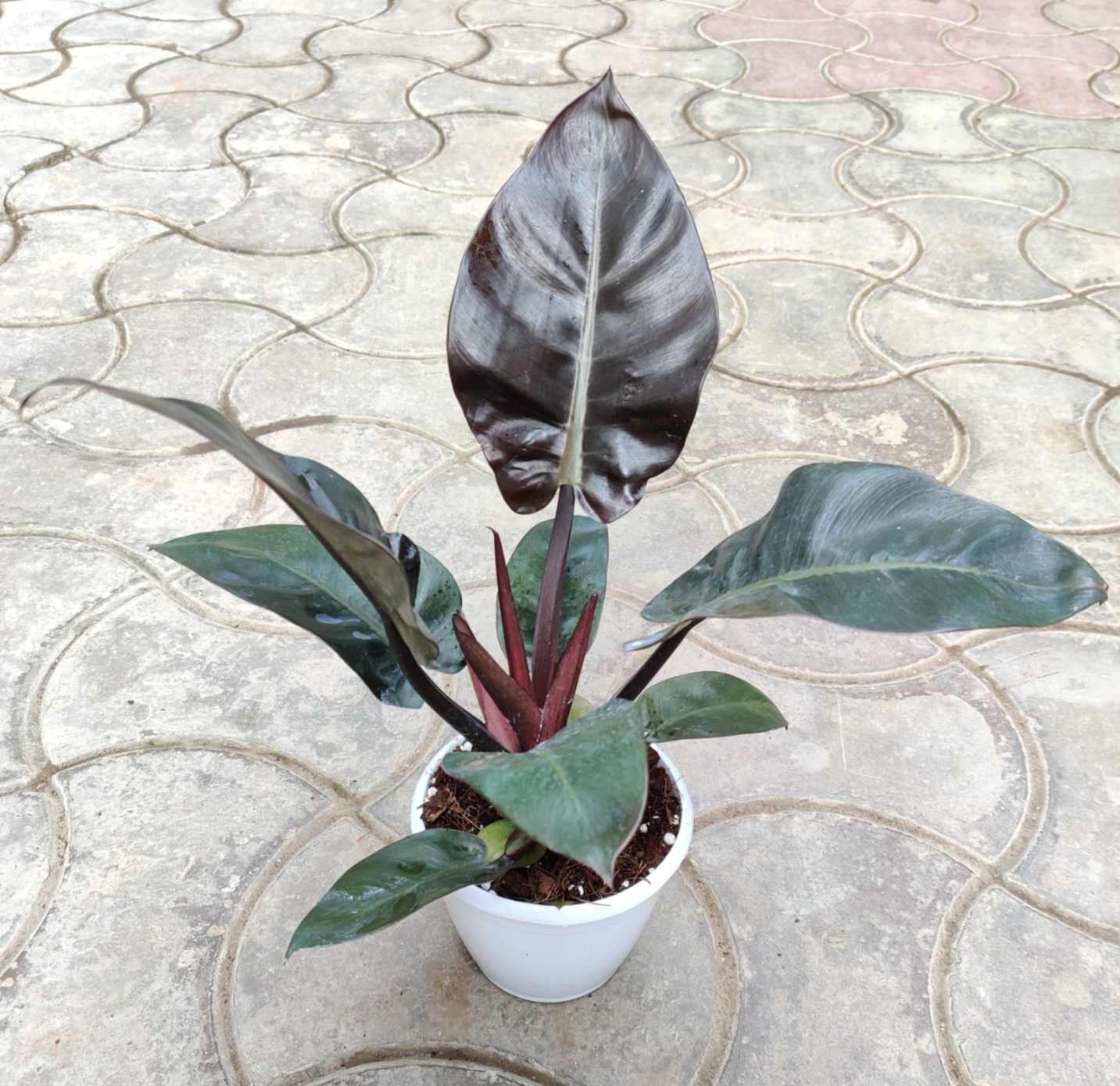 Potted plant with large dark green leaves on a patterned pavement