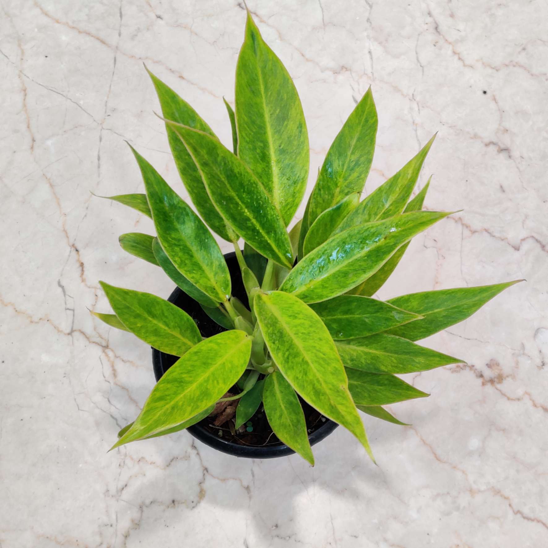 Green potted plant on a light marble surface
